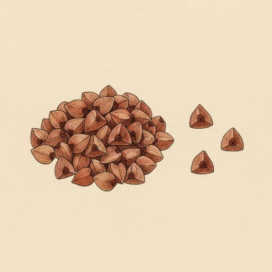 Botanical plate of three-angled buckwheat grains in a heap
