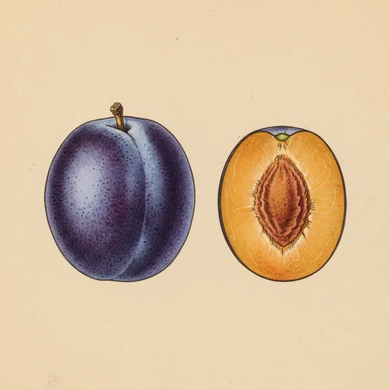 Botanical plate of a plum, whole and halved around its wrinkled stone